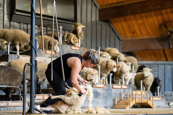 Agrodome Farm Experience including Farm Show and Farm Tour - Rotorua - Why Agrodome Makes Sense for Rotorua Days