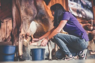 Agrodome Farm Experience including Farm Show and Farm Tour - Rotorua - The 1-Hour Sheep Farm Show: Breeds, Shearing, and Audience Fun