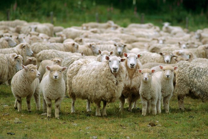Akaroa Shore Excursion: Akaroa Harbour and Sheep Farm Local Tour - Small Group Size: Why Max 22 Helps the Whole Day