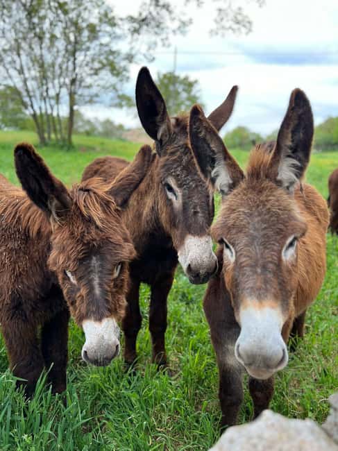 Alberobello: Guided e-bike tour + donkey farm visit - Key Points You’ll Care About