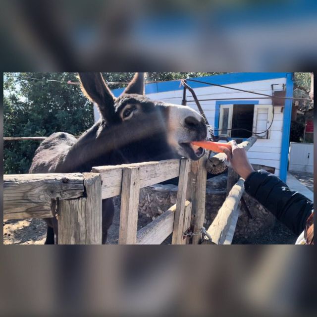 Albufeira Safari exploring villages, churches, castle & farm - Paderne Village And Church: More Than Just A Photo Stop