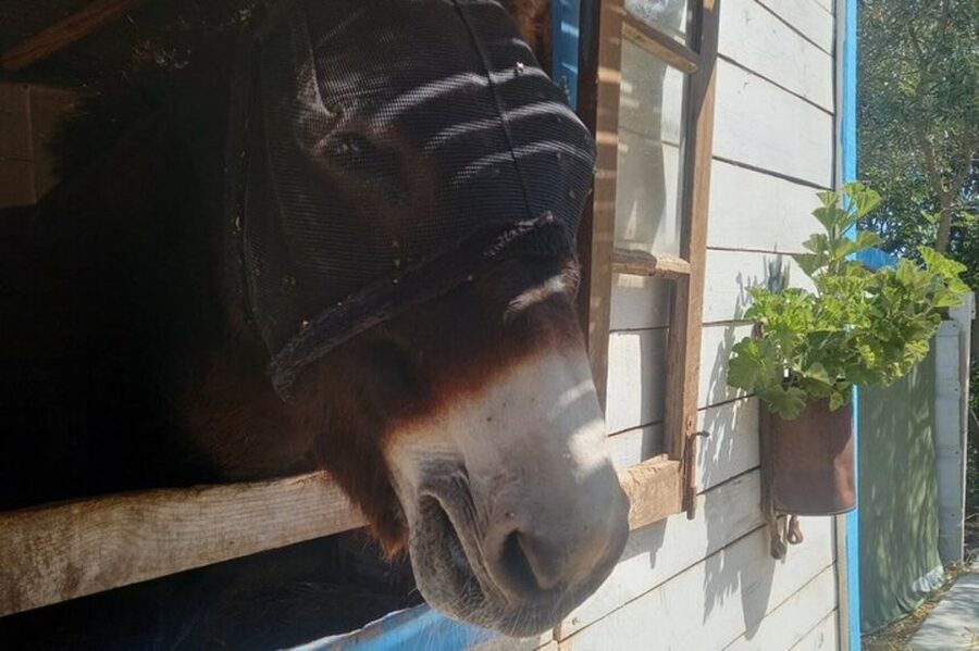 Albufeira Safari exploring villages, churches, castle & farm - The Tour Guide Spark: When Arthur Brings The Countryside To Life