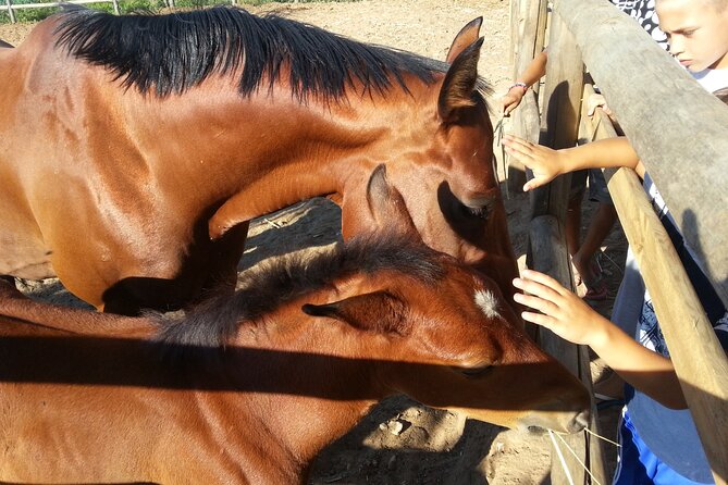 Alcamo Farm Animals and Aromatic Garden - Why Augustali Farm makes a great Sicily evening plan