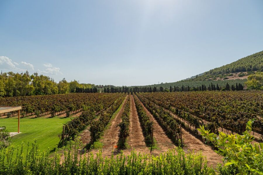 Alghero: Wine and Olive Oil Tasting at a Local Farm - What you actually learn while you taste