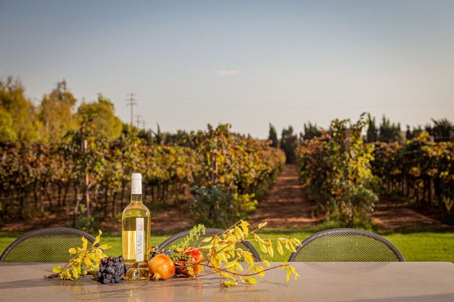 Alghero: Wine and Olive Oil Tasting at a Local Farm - Who this experience suits best (and who should skip it)