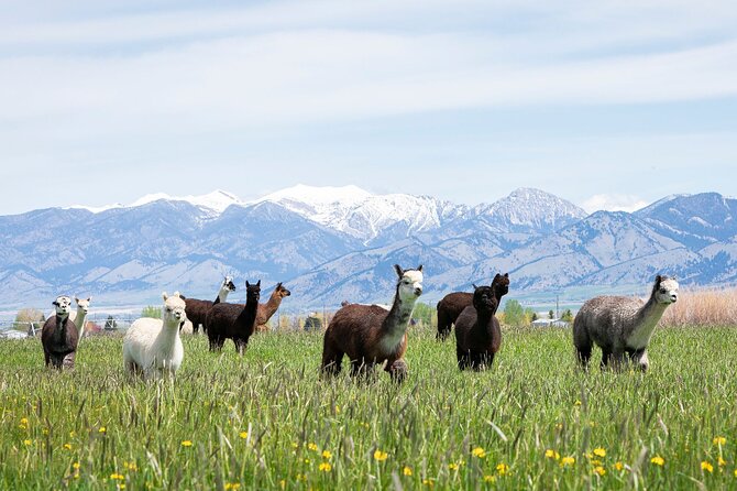 Alpaca and Llama Farm Tour - Key points to know before you go