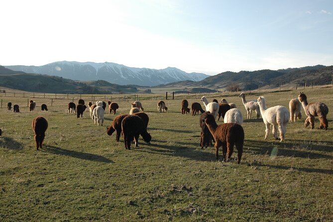 Alpaca and Llama Farm Tour - First you meet the farm: guard dogs, chickens, horses (seasonal)