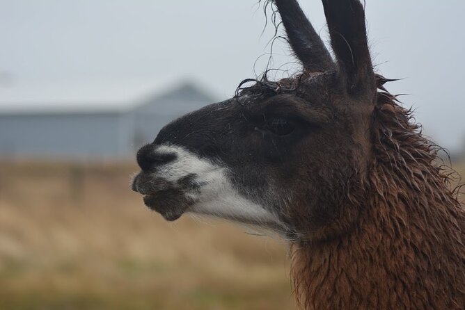 Alpaca and Llama Farm Tour - The personalities of alpacas and llamas (and how to handle them well)
