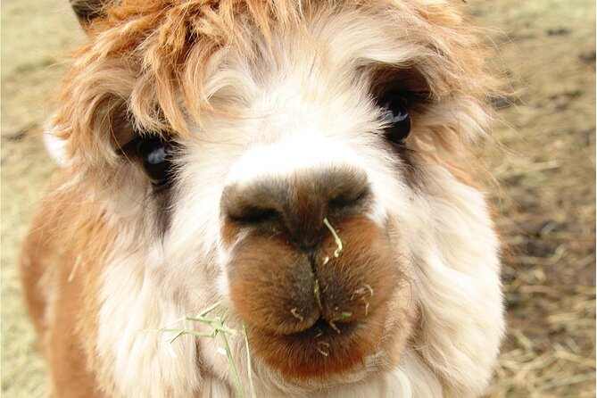 Alpaca and Llama Farm Tour - What to wear, bring, and watch out for on a working farm