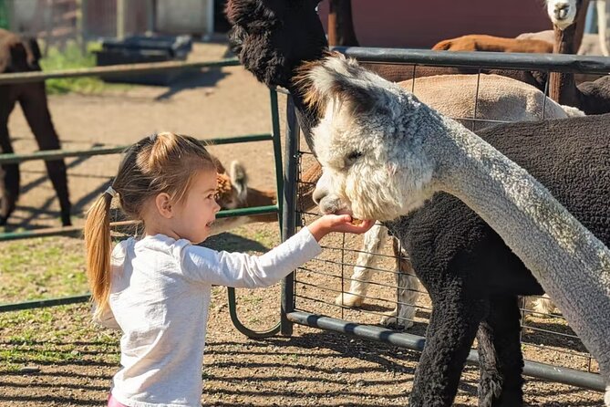 Alpaca and Llama Farm Tour - How the tour flows: what you’ll do from start to finish