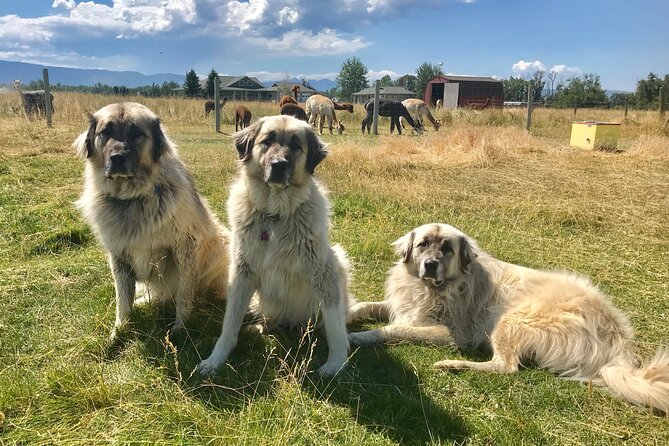 Alpaca and Llama Farm Tour - Value and best-fit: who should book this alpaca and llama tour