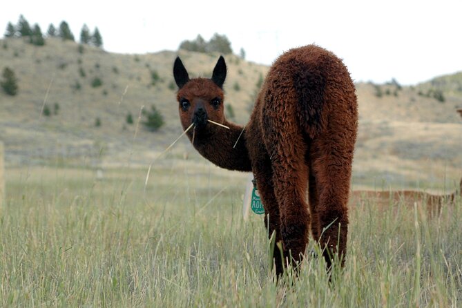 Alpaca and Llama Farm Tour - Should you book Alpaca and Llama Farm Tour in Bozeman?