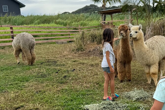 Alpaca Farm Experience on the Road to Hana - Key Things to Know Before You Go