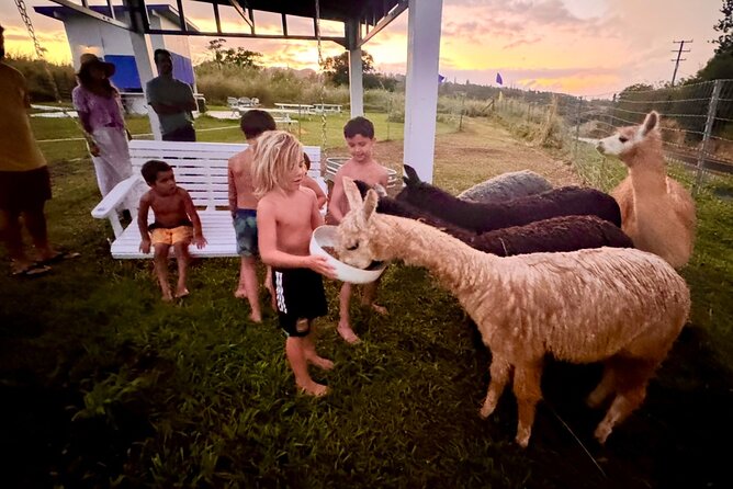 Alpaca Farm Experience on the Road to Hana - Road-to-Hana Energy Meets a Calm Alpaca Farm Stop