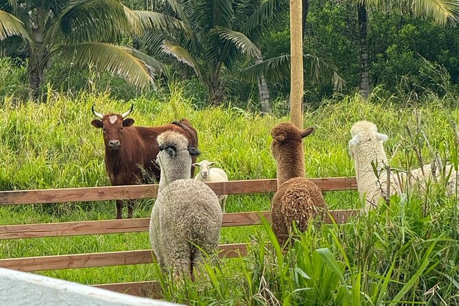 Alpaca Farm Experience on the Road to Hana - What You’ll Do With the Alpacas: Feeding, Walking, Photos