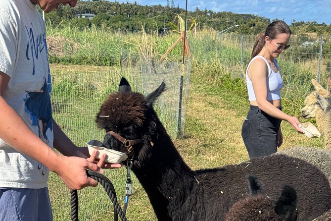 Alpaca Farm Experience on the Road to Hana - Snacks and Water: More Than an Afterthought