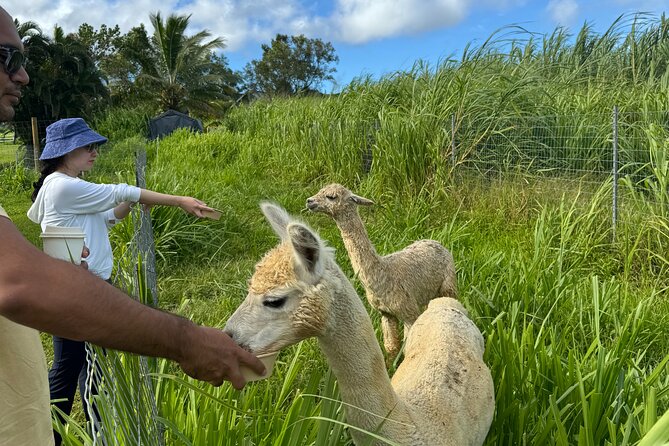 Alpaca Farm Experience on the Road to Hana - Who This Experience Is Best For