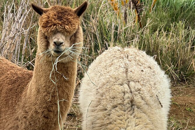 Alpaca Farm Experience on the Road to Hana - The Meeting Point in Haiku (and Why It’s a Good Strategy)