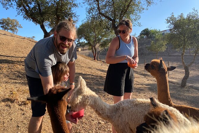 Alpaca Farm MamaAdama Meet & Feed - Alpaca Connection at Mama Adama: what 1 hour 20 minutes is really like