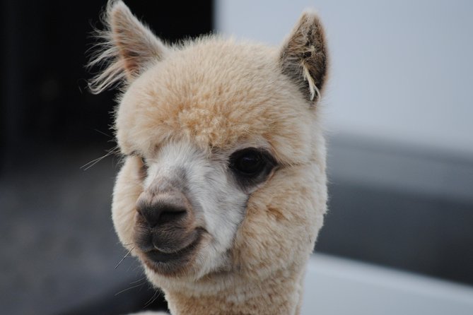 Alpaca Farm Tours with Toffeemont - Key highlights to know before you go