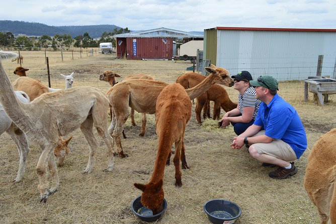 Alpaca Farm Tours with Toffeemont - Toffeemont in Orielton: what 90 minutes really feels like