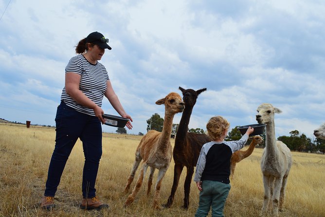 Alpaca Farm Tours with Toffeemont - How the guide keeps the alpaca time friendly (Janelle’s role)