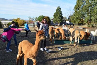 Alpaca Farm Tours with Toffeemont - Stop 1: Welcome at Orielton Rd, then wander and interact