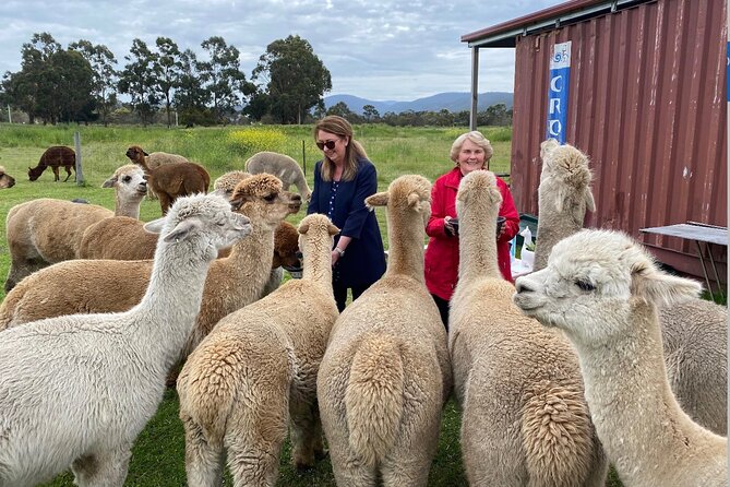 Alpaca Farm Tours with Toffeemont - Feeding and selfies: the fun part, done thoughtfully
