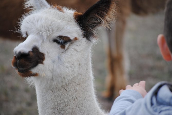 Alpaca Farm Tours with Toffeemont - Homemade tea and the farm shop: the added value people notice