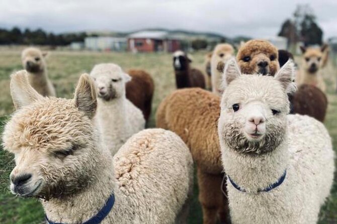 Alpaca Farm Tours with Toffeemont - Group size and private tours: why it’s worth considering