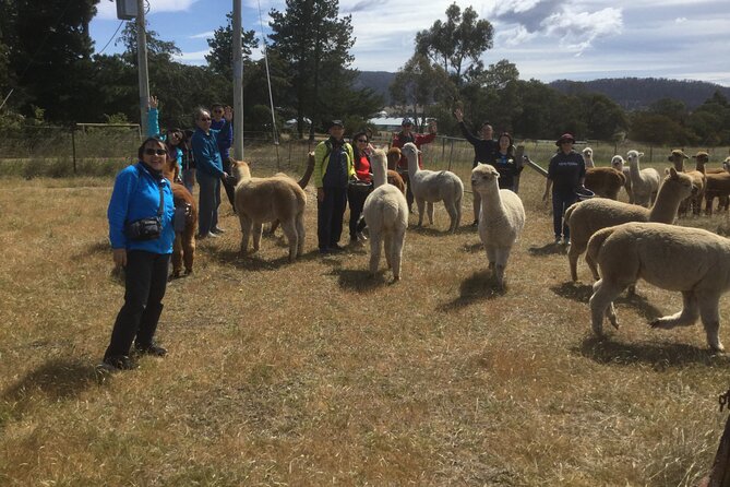 Alpaca Farm Tours with Toffeemont - Price and value: is $39.45 actually fair?