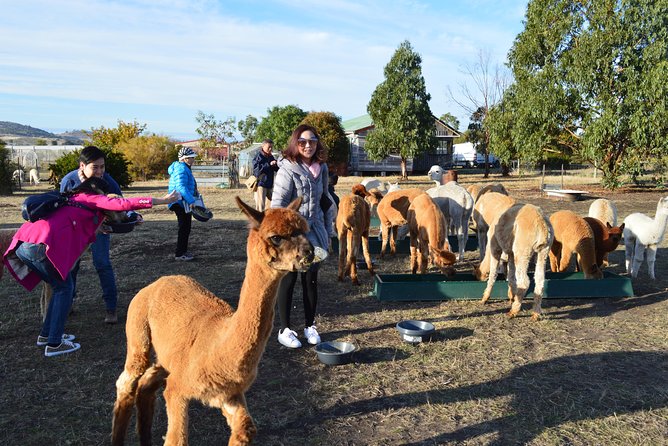 Alpaca Farm Tours with Toffeemont - Stop 1: Welcome at Orielton Rd, then wander and interact