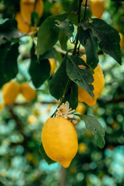 Amalfi: Vertical Lemon Farm Tour, Tastings, and Rural Museum - The Walking Portion: Terraced Hills and Sfusato Amalfitano