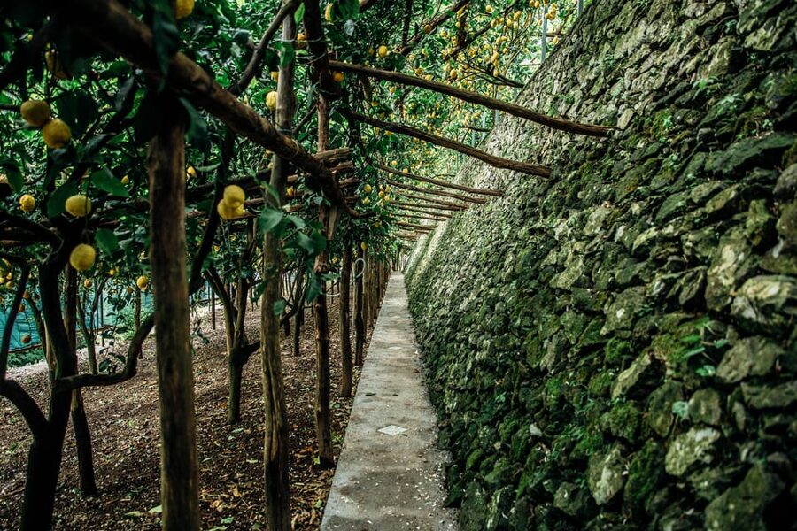 Amalfi: Vertical Lemon Farm Tour, Tastings, and Rural Museum - The On-Site Limoncello Laboratory: Where Lemon Goes to Work