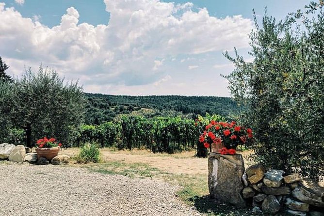 Amazing Lunch in organic Farm with Balsamic Vinegar Olive Oil truffle and Wine tasting Experience in Tuscany - Florence to the Tuscan Hills: The Part That Makes the Day Work