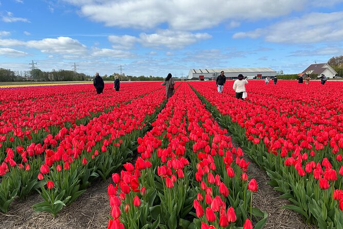 Amsterdam: Day trip to Tulip Farm, Keukenhof + Windmill Cruise - De Tulperij tulip farm: The best part for the flower-nerds and the curious