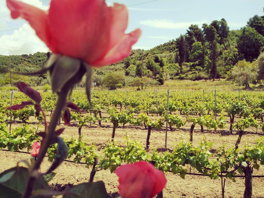 Ancient Olympia: Private Tour site, museum, bee farm, winery - Klios Honey Farm: A Short Stop That’s Surprisingly Interesting