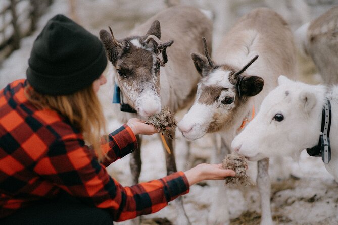 Arctic Reindeer Farm Experience with Snowshoeing in the Wild - Key things I’d pay attention to