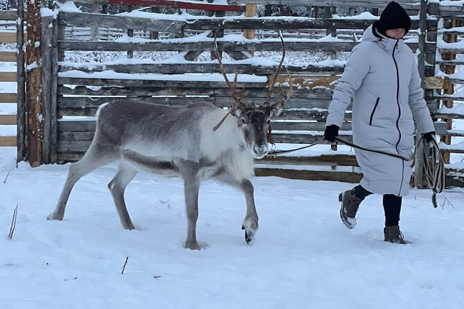 Arctic Reindeer Farm Experience with Snowshoeing in the Wild - The reindeer paddocks: feeding, touching, and learning their whole year