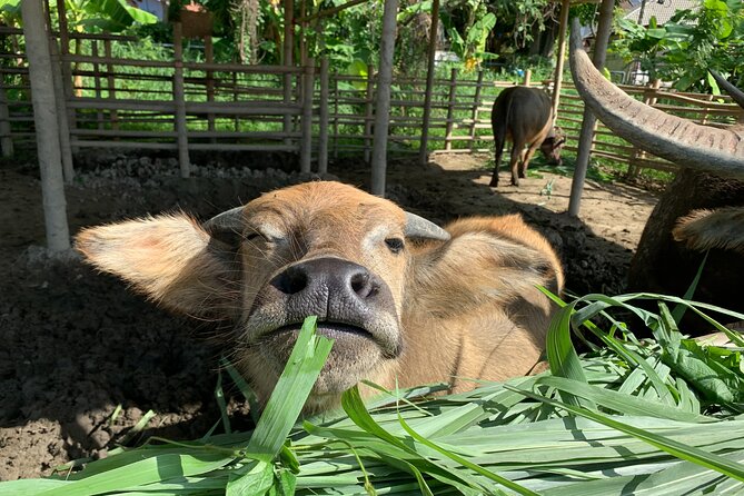 Aroidee’s Farm-Fresh Thai Cooking Experience - From Wat Suan Dok to the organic farm: the morning flow