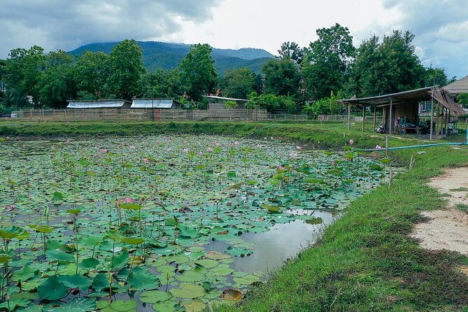 Aroidee’s Farm-Fresh Thai Cooking Experience - Price and logistics: why $41.95 can feel fair in Chiang Mai