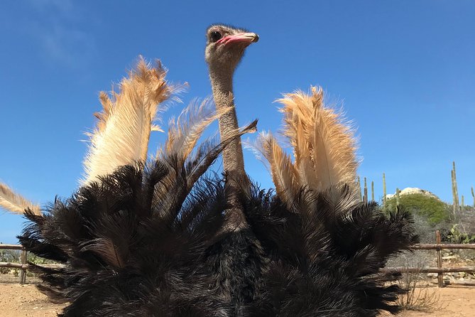 Aruba Ostrich Farm Tour with Lunch - Quick hits before you go