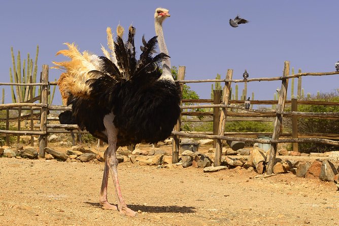 Aruba Ostrich Farm Tour with Lunch - Lunch on site: what’s included and how it changes the day