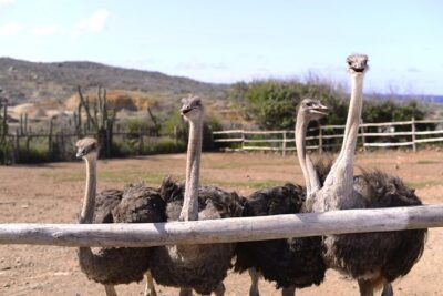 Aruba Ostrich Farm Tour with Lunch - The guided farm tour: ostriches, emus, and the survival lessons