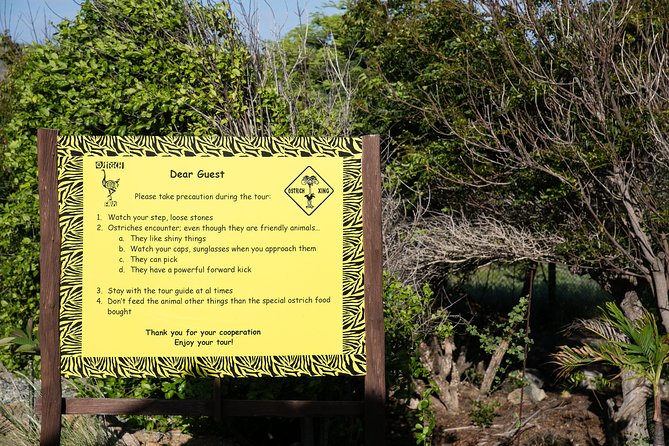 Aruba Ostrich Farm Tour with Lunch - Don’t get stuck: price, transport, and timing from Oranjestad