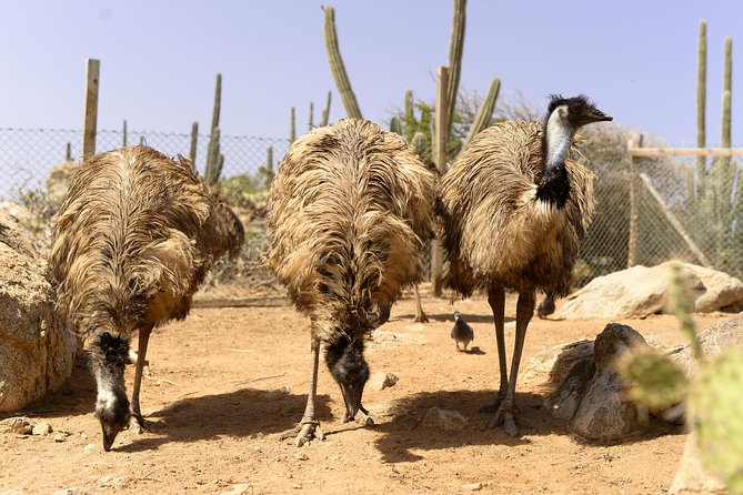 Aruba Ostrich Farm Tour with Lunch - Family-friendly reality check: kids, feeding, and ages 3–7