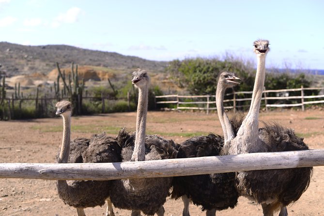 Aruba Ostrich Farm Tour with Lunch - The guided farm tour: ostriches, emus, and the survival lessons
