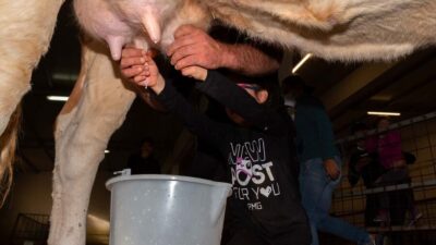 Arzana: Day with a shepherd w/ lunch in a farm - Meeting Stefania and Vincenzo on a working farm
