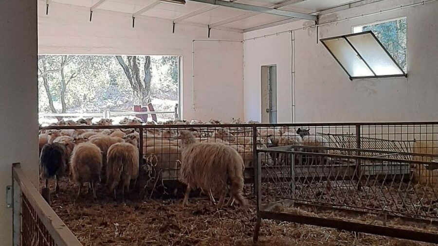 Arzana: Day with a shepherd w/ lunch in a farm - Cheese-making secrets you can actually picture