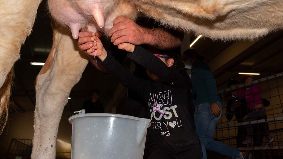 Arzana: Day with a shepherd w/ lunch in a farm - Meeting Stefania and Vincenzo on a working farm